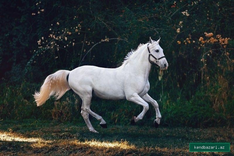 Qarabağ Cinsli Minik və Yürüş Atı (Təlim görmüş)