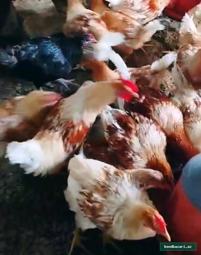 Lohman brown, Australorp, Xarkov