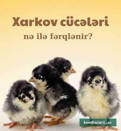 Xarkov cücələri