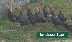 Hündür quşlardi yerli Hinduşkaıar kimi cır deyil,