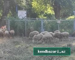 20baş şişək qoyun satılır