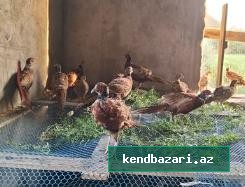 Qafqaz qırqovul balaları