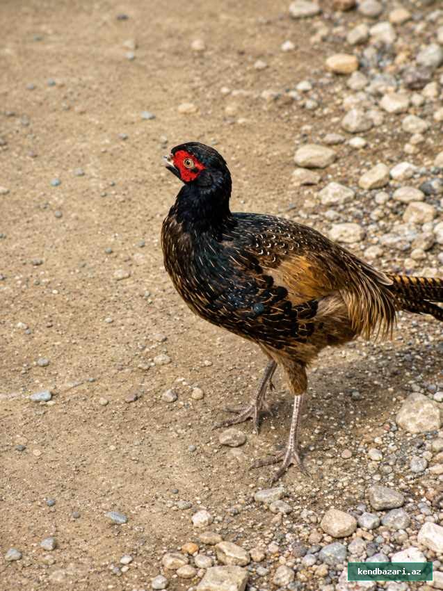 Şəkil 2