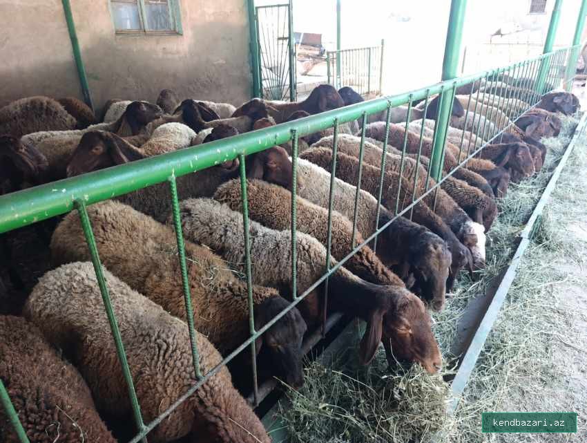 Damazlıq Qala Qoyunları və Quzuları
