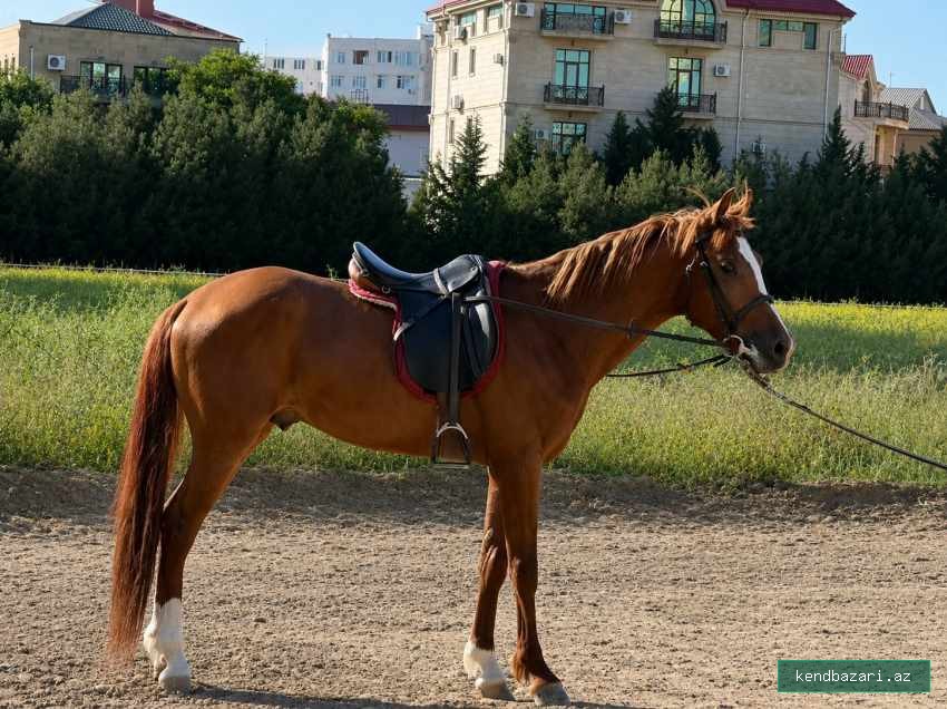 Qarabağ Cinsli Minik və Yürüş Atı (Təlim görmüş)