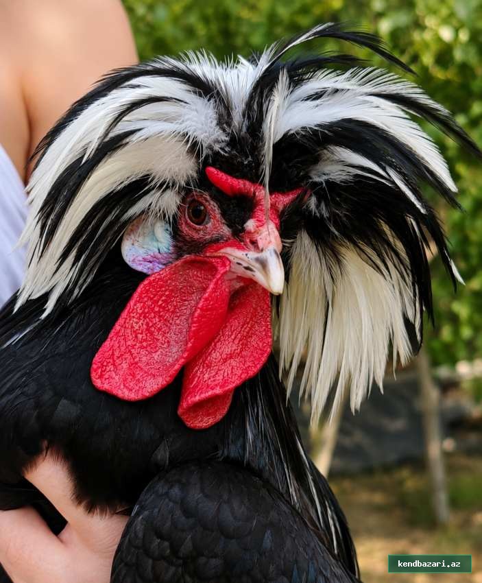 Rahibə xoruzu