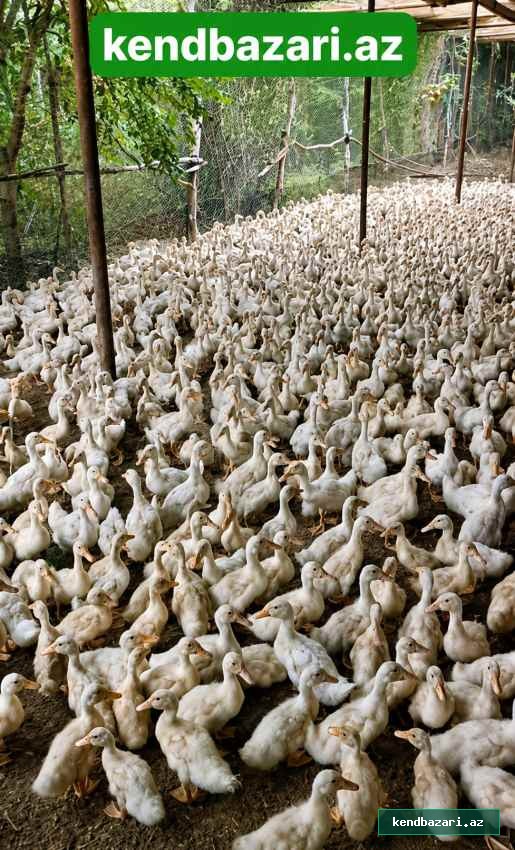 Pekin ördəyi