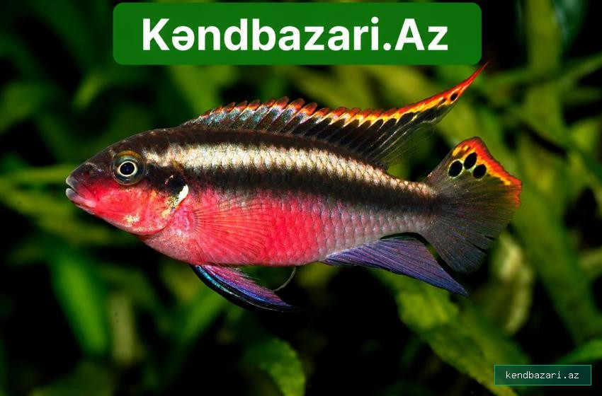 Akvarium balığı "Pelvicachromis pulcher"