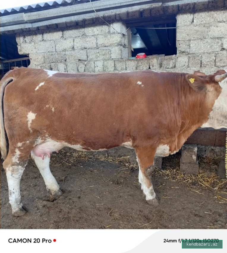 Birinci qarina dogacaq Avstriyadan gelen ineyin balasidi. Temiz