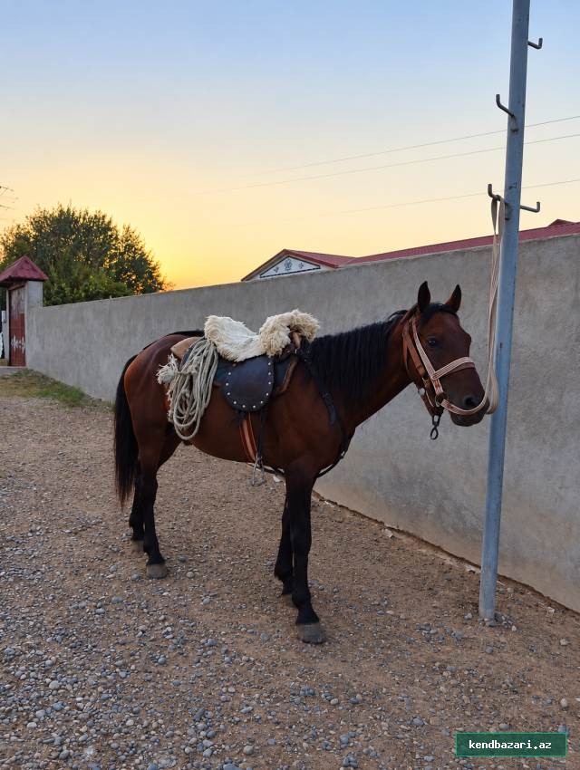 At satılır