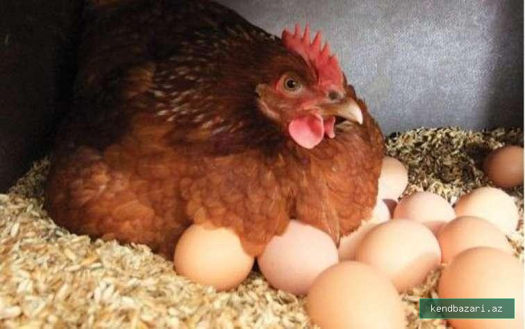Təzə Kənd Yumurtası